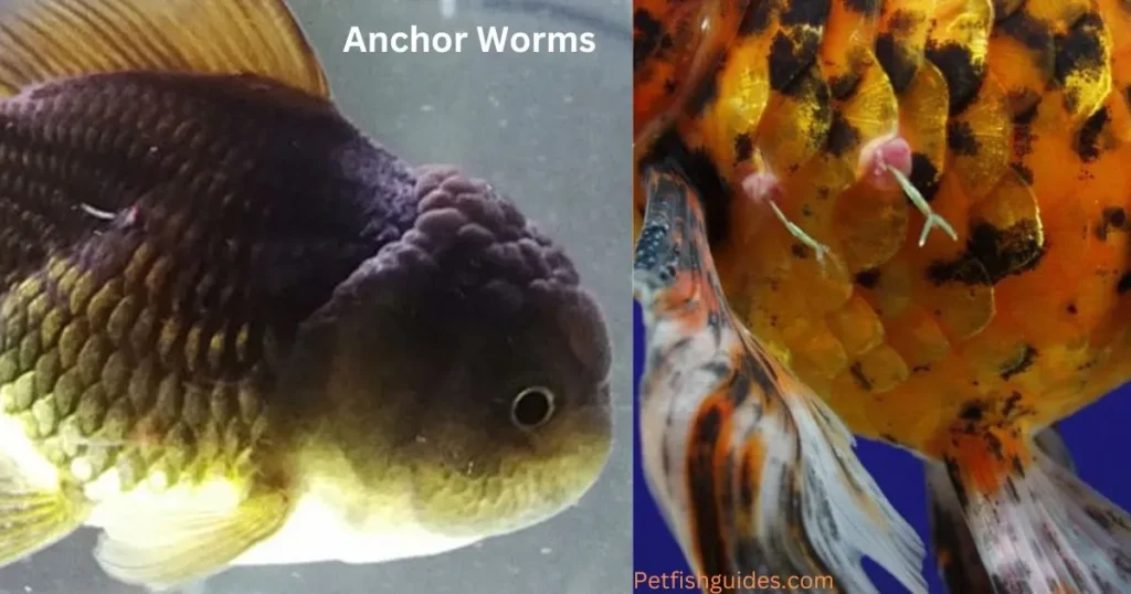 Angelfish Anchor Worms disease