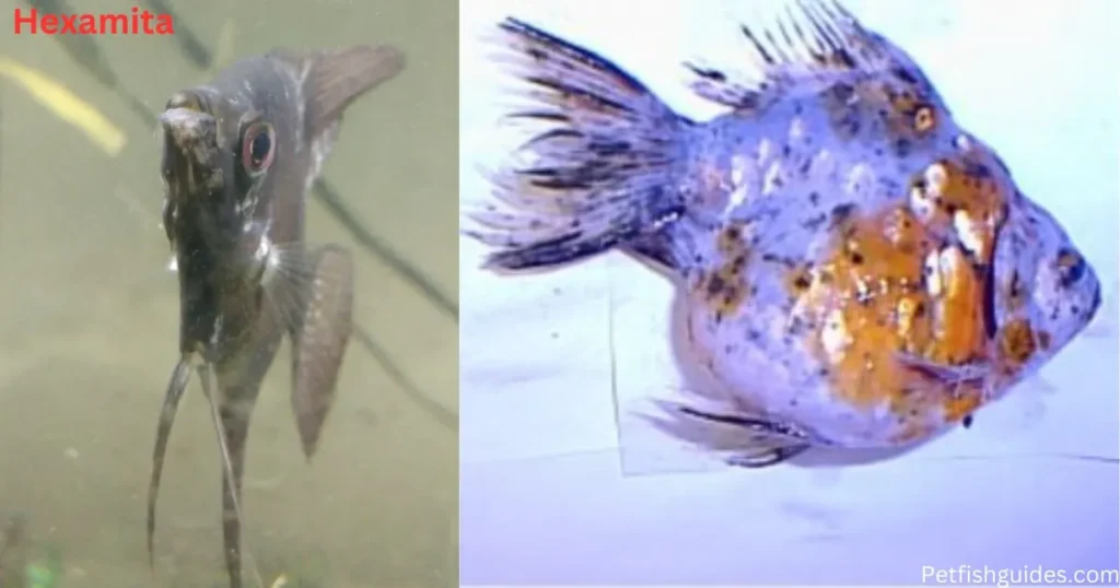Angelfish Hexamita disease