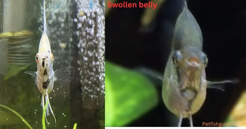 Angelfish Swollen Bellies