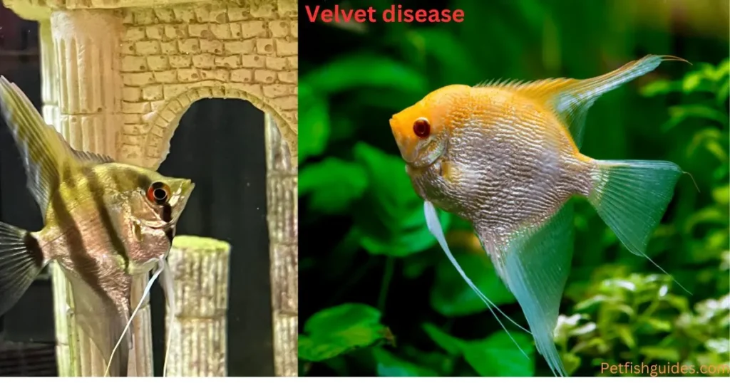 Angelfish Velvet Disease