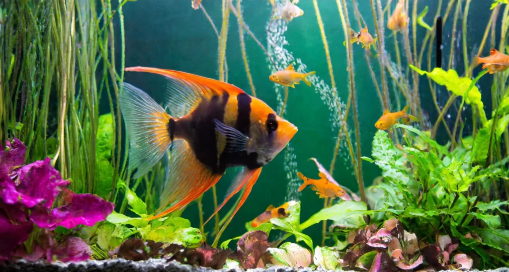 what size tank for angelfish
