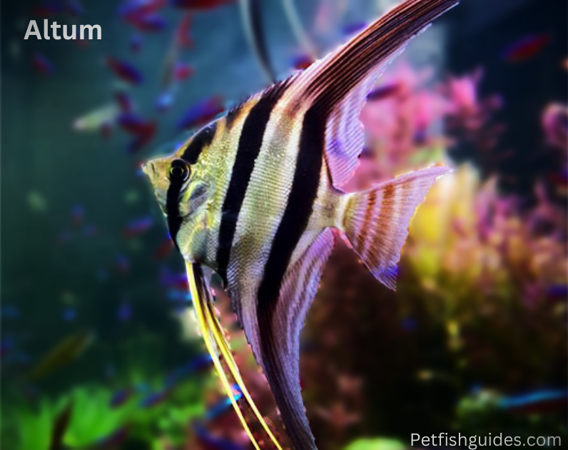 Altum angelfish