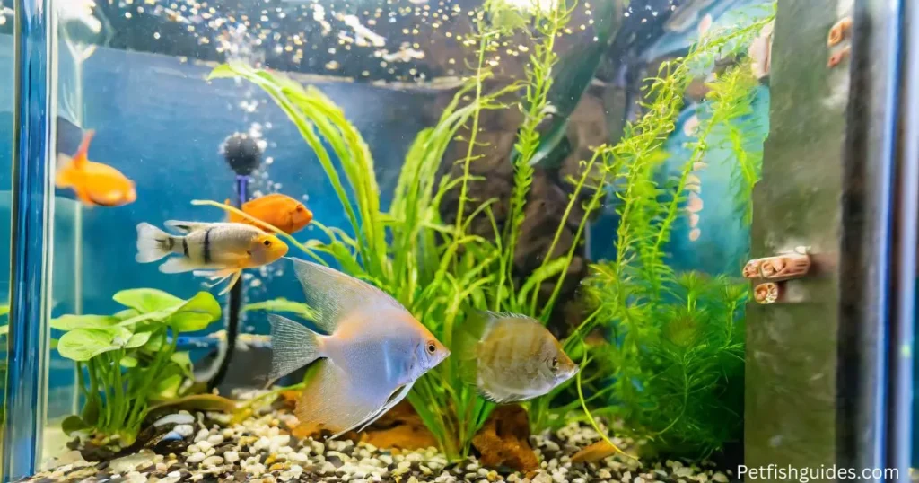 how many angelfish in a 55 gallon tank