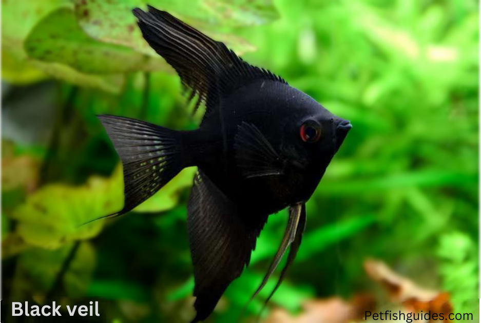 Black Veil Angelfish