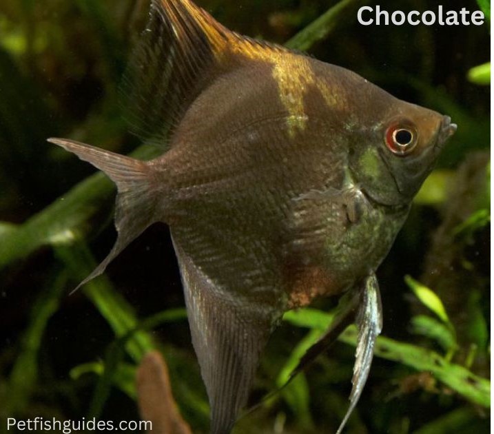 Chocolate angelfish