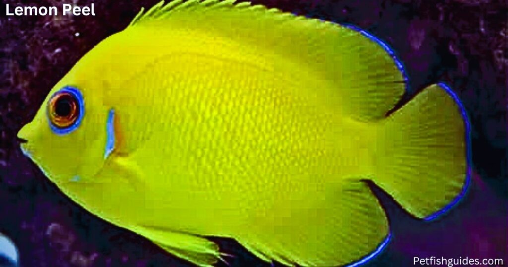 angelfish saltwater