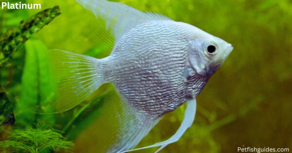 Platinum angelfish