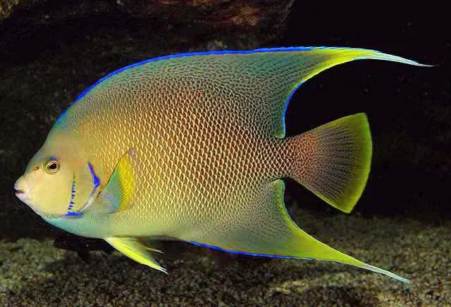 saltwater angelfish tank size