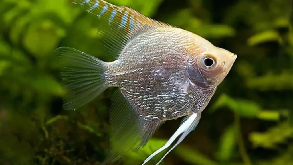How big does angelfish get in aquarium