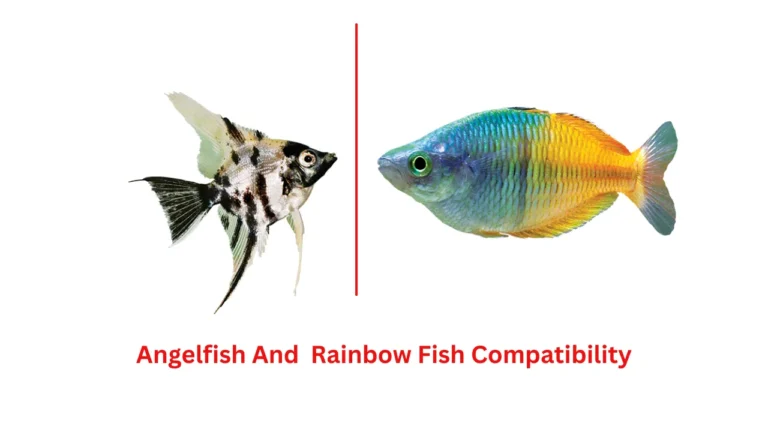 Angelfish and rainbow fish