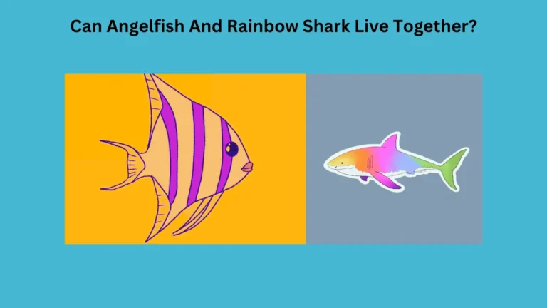 angelfish and rainbow shark