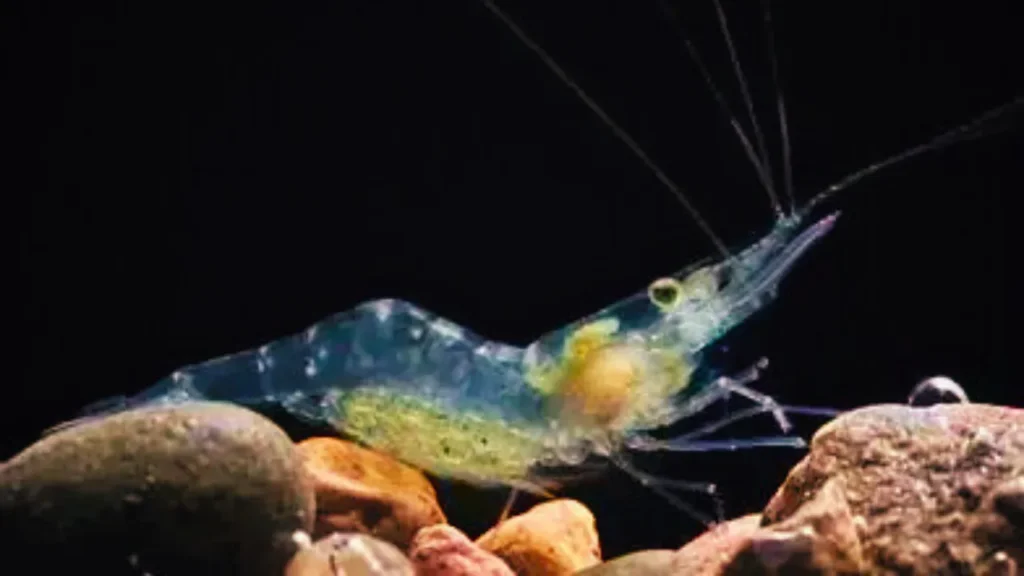 shrimp with angelfish