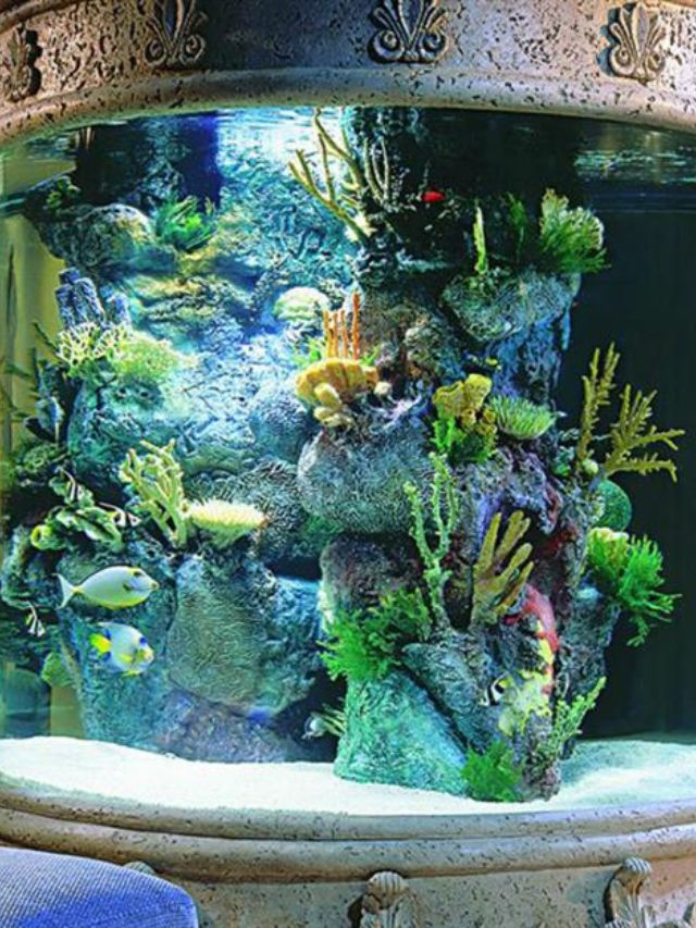 Stunning Freshwater Fish For Your Magical Home Aquarium.