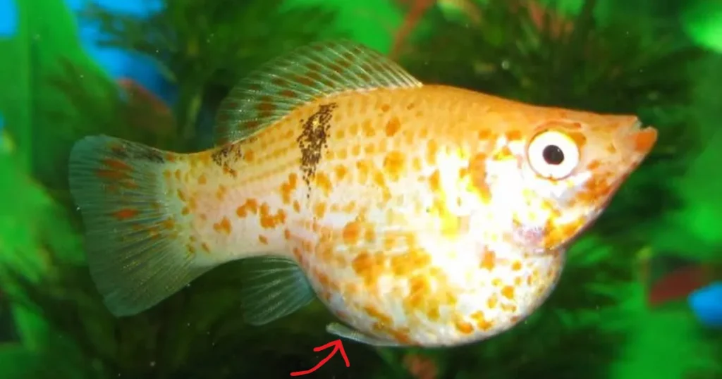 how can you tell if a molly fish is pregnant