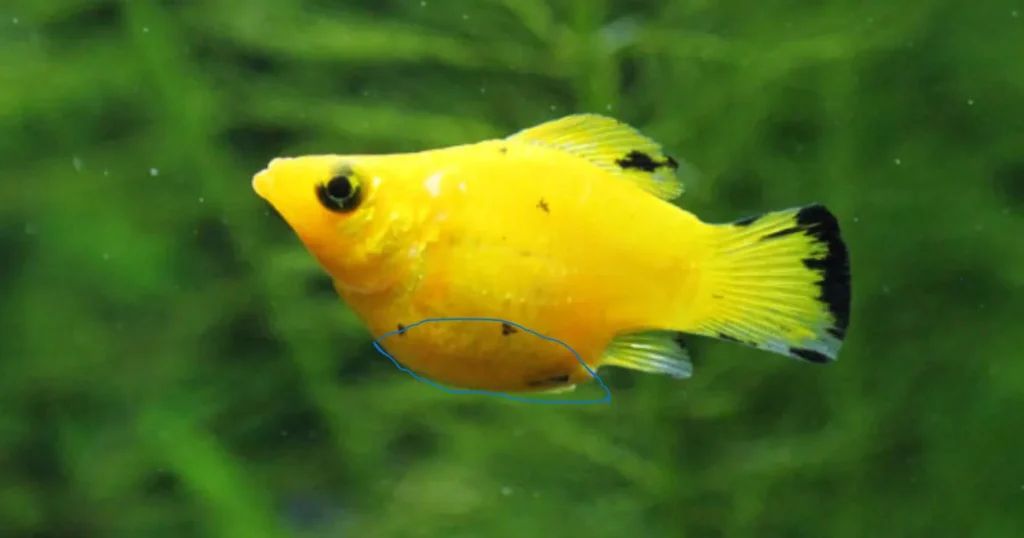 what does a pregnant molly fish look like 
