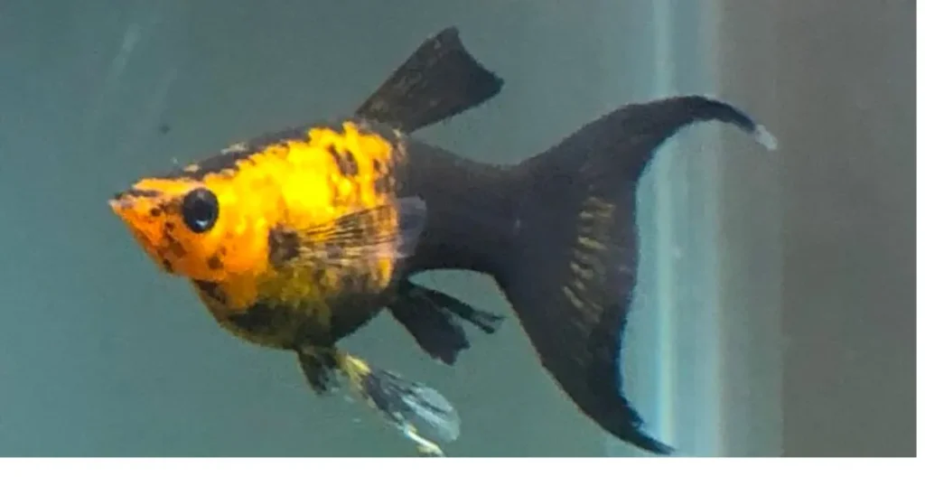 molly fish pregnant