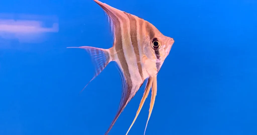 altum angelfish size