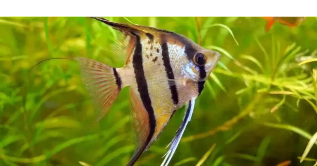 types of altum angelfish