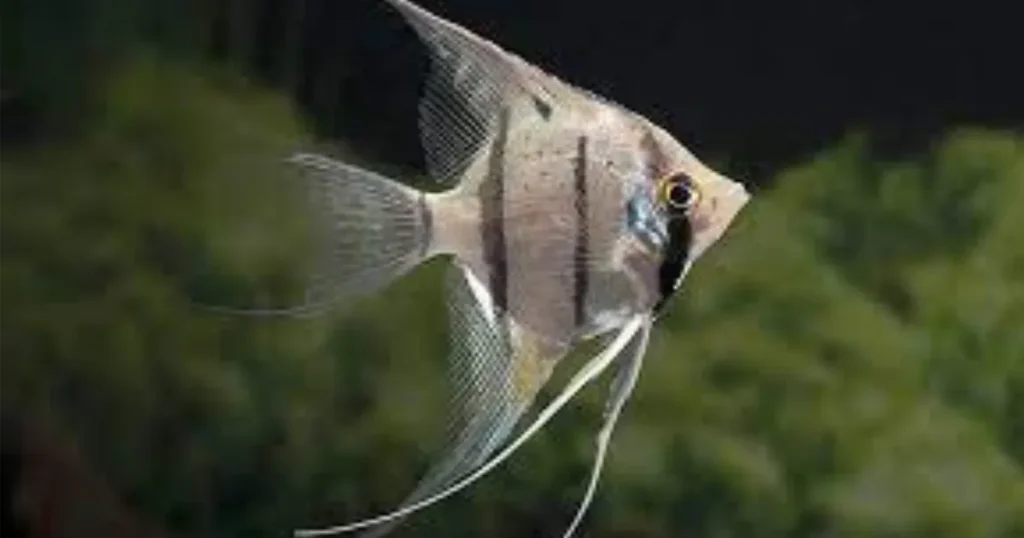 altum angelfish lifespan