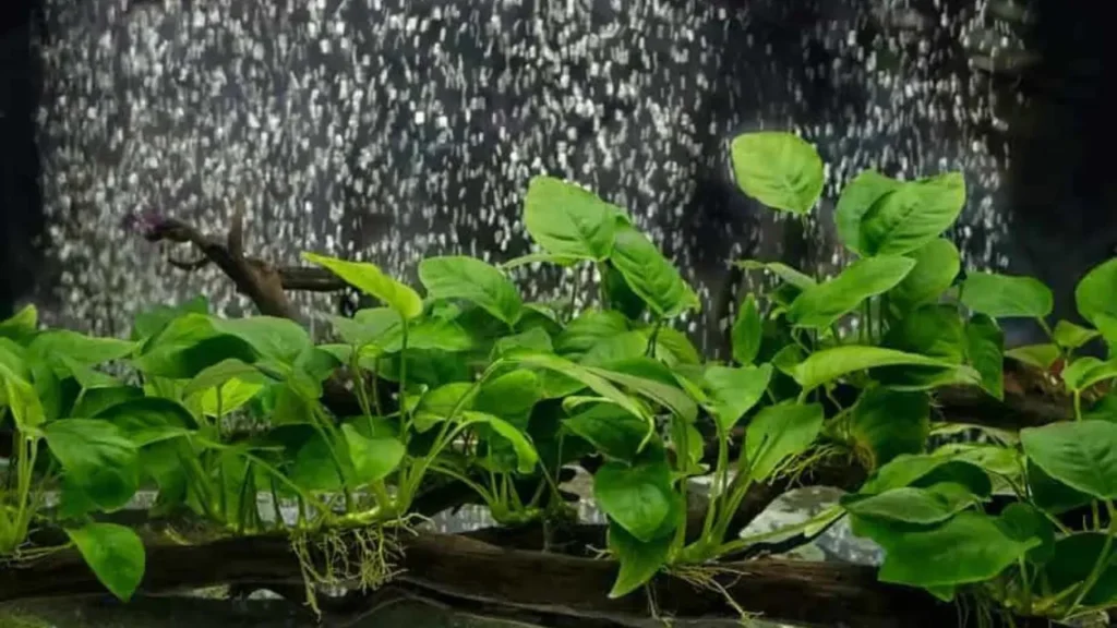 angelfish to eat plants