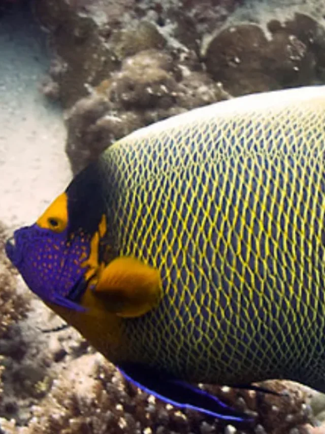 Blueface Angelfish:  Intriguing Facts About These Aquatic Wonders !
