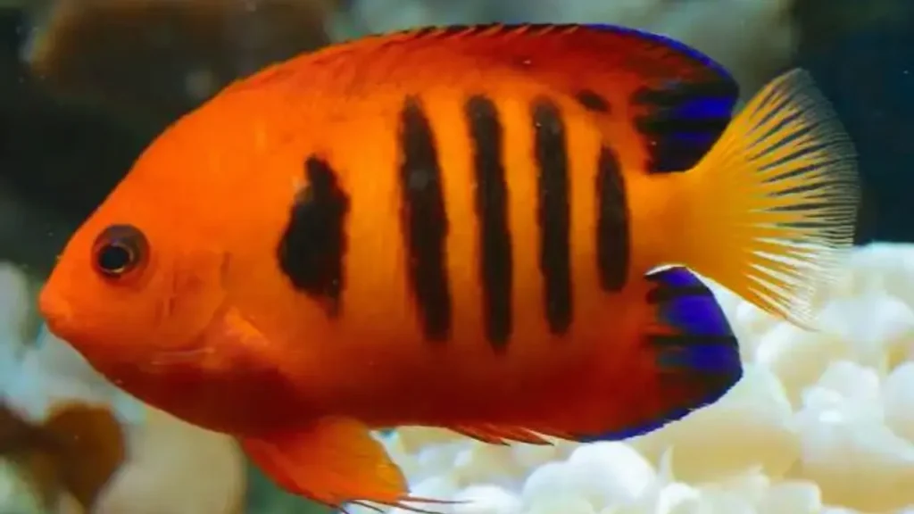 dwarf angelfish reef safe