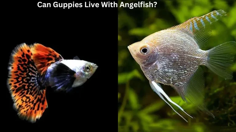 Guppies And Angelfish