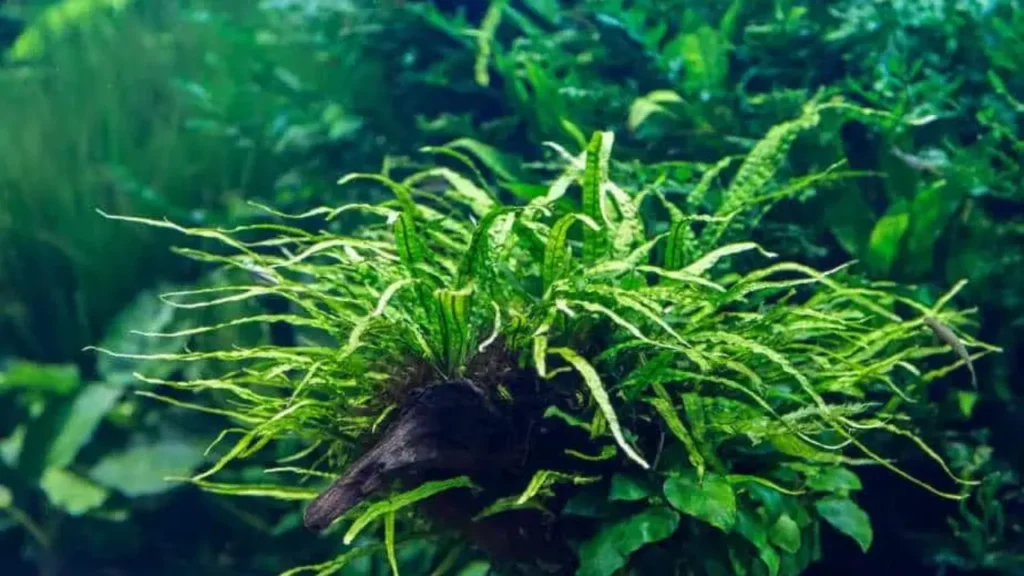 do angelfish eat aquarium plants