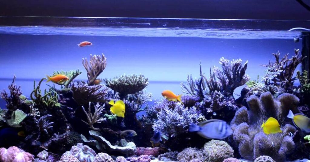 can aquarium fish see in the dark