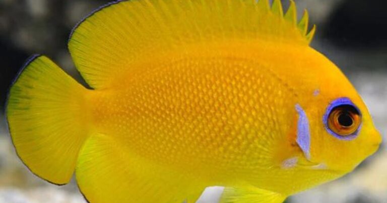 lemonpeel angelfish