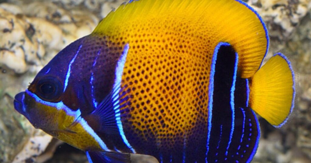 majestic angelfish reef safe