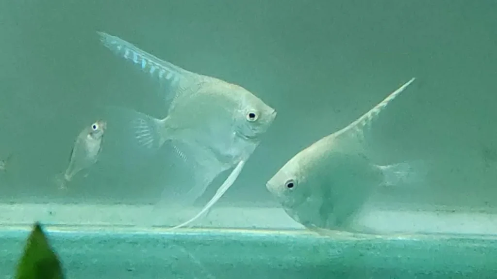 platinum angelfish size