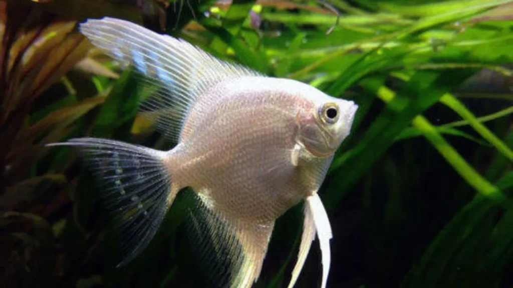 platinum angelfish tank