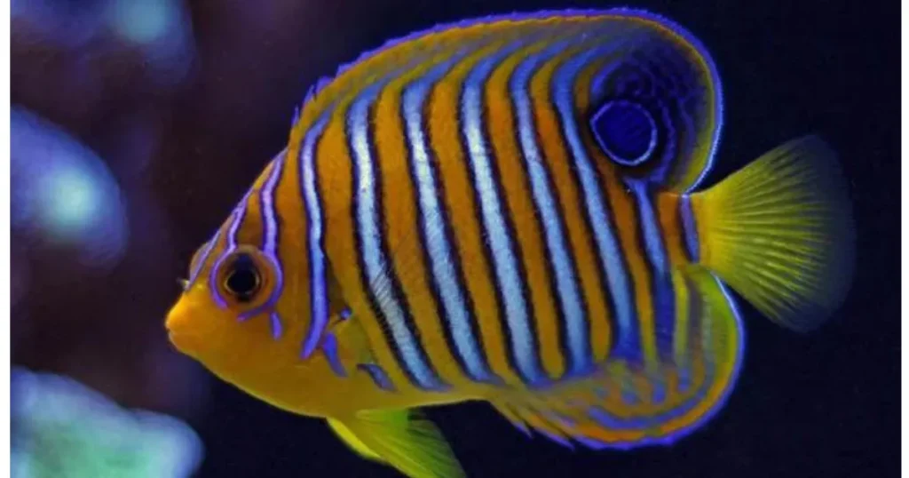 regal angelfish reef safe