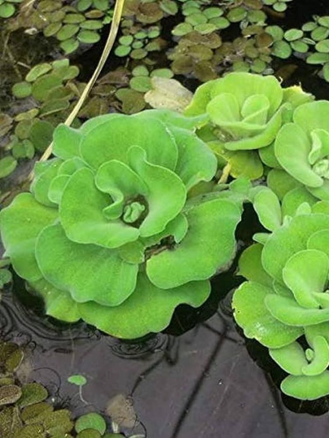 10 Shocking Facts About Water Lettuce You Need to Know!