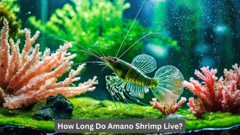 how long do amano shrimp live