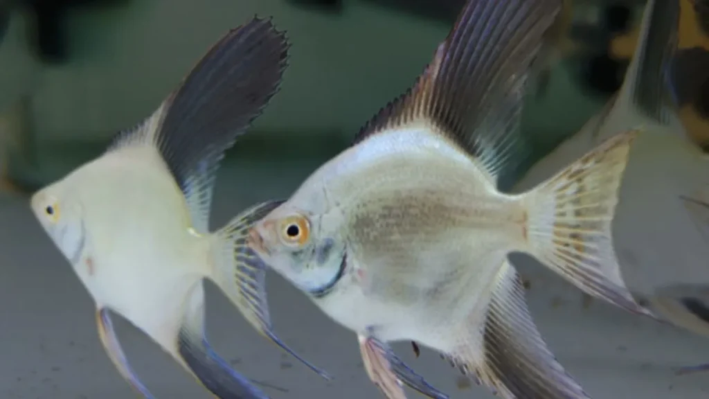 How big do Bulgarian angelfish get?