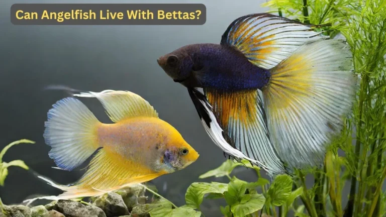 Can Angelfish Live With Bettas