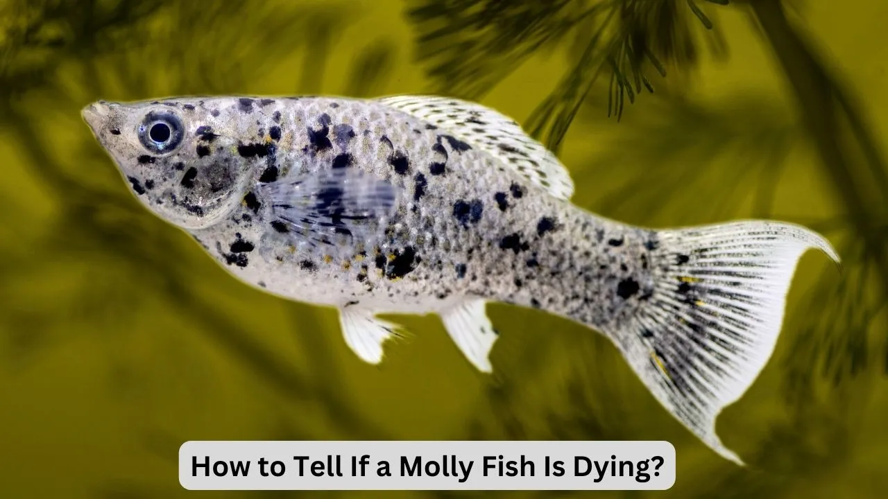 how to tell if a molly fish is dying