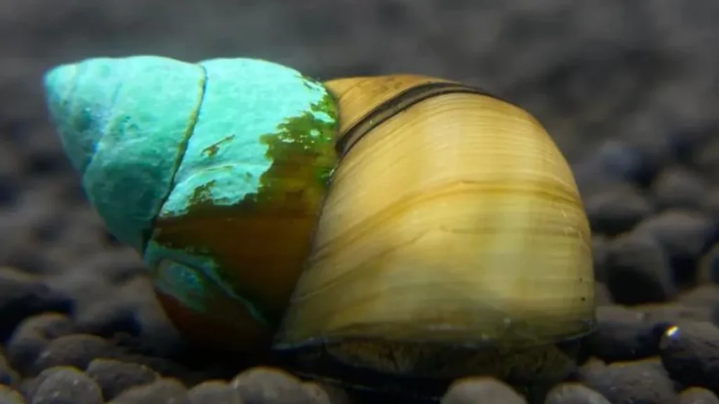 angelfish eating snails