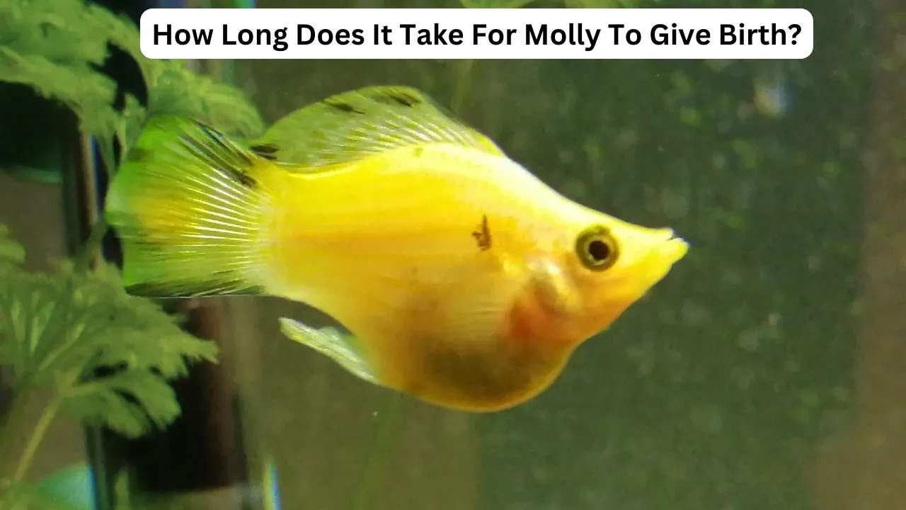 molly fish pregnancy cycle