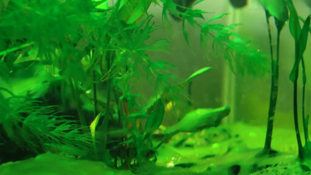 best algae eater for angelfish tank