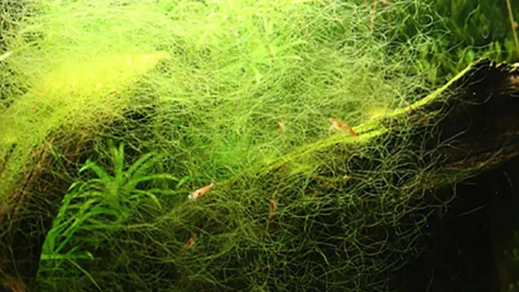 algae eaters compatible with angelfish