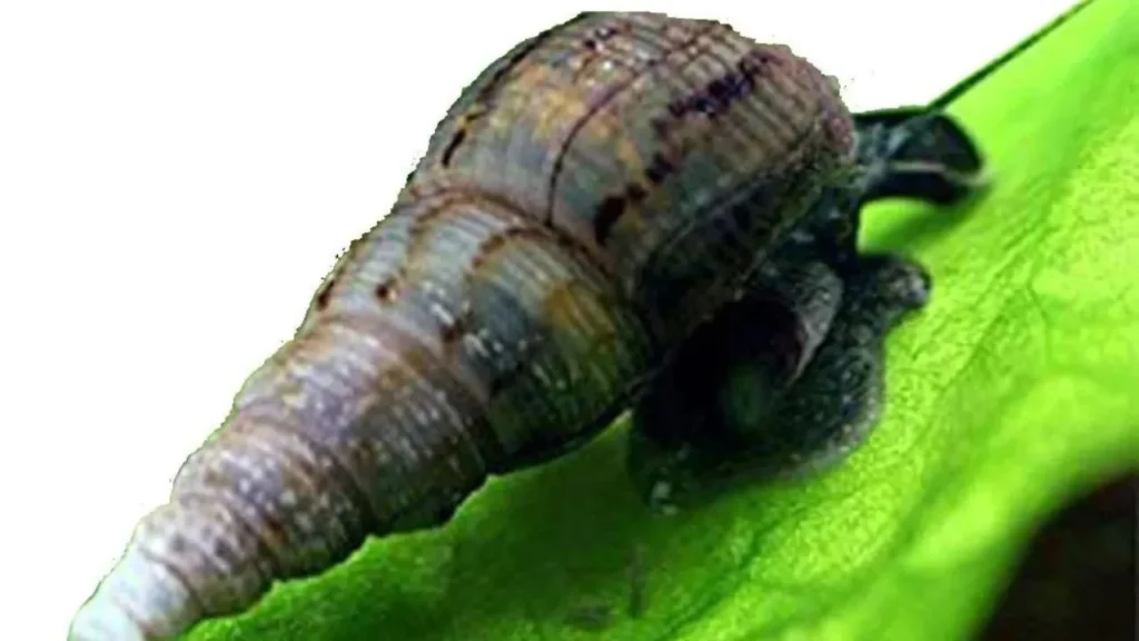 Trumpet Snails