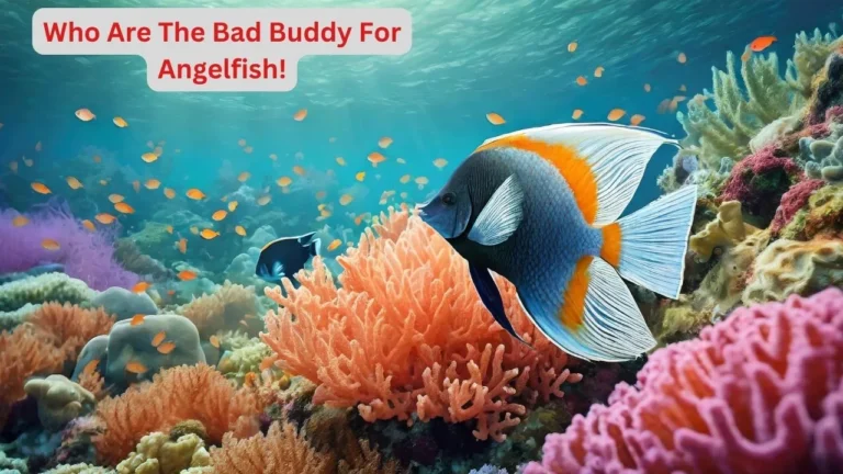 bad tank mates for angelfish