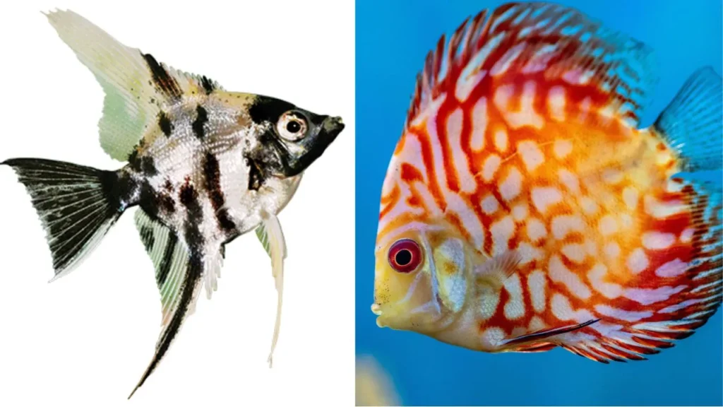 can discus live with angelfish