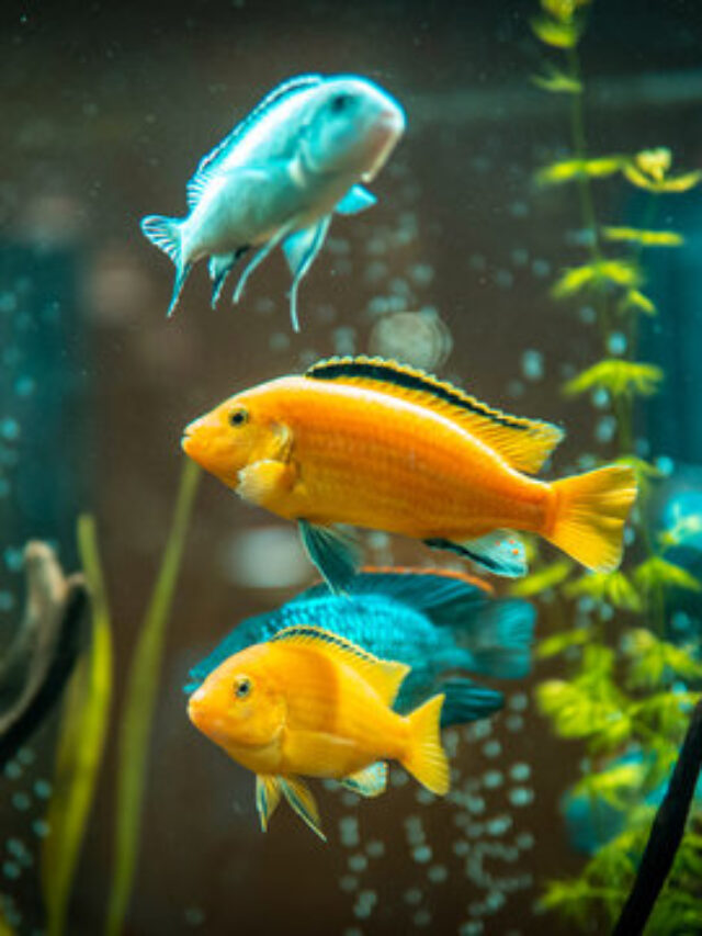 12 Jaw-Droppingly Beautiful Aquarium Fishes You Must See!