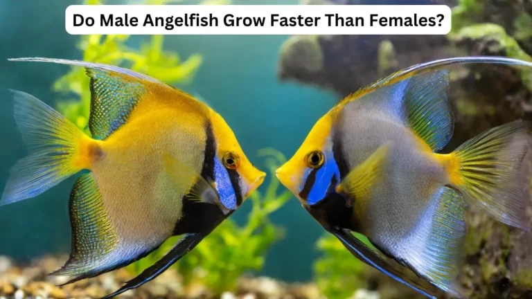 how fast do angelfish grow?