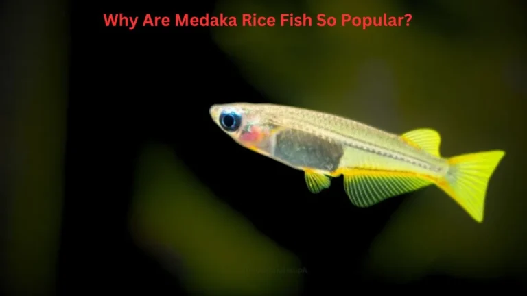 medaka rice fish