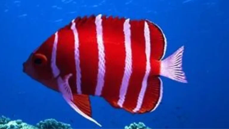 Peppermint Angelfish: A Comprehensive Guide To Care & Lifespan.